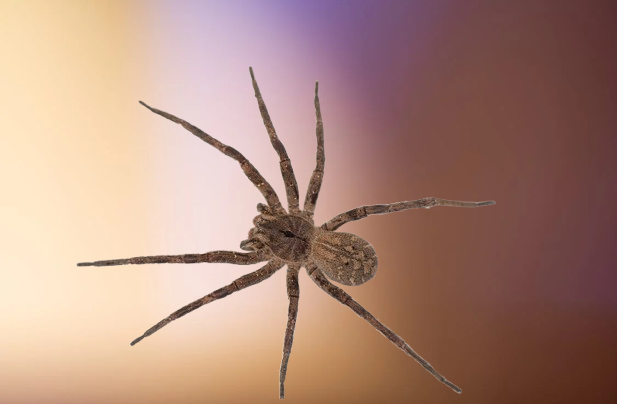 Aranha Armadeira