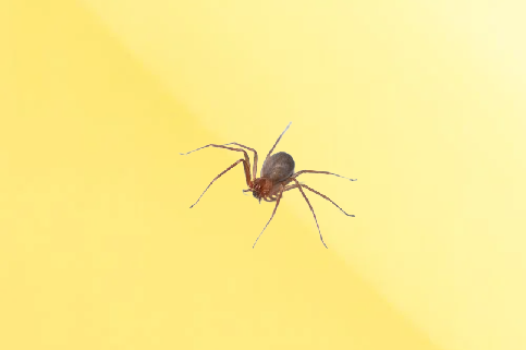 Aranha Armadeira