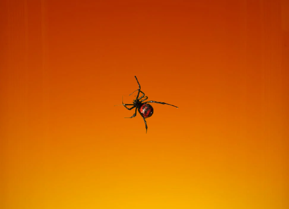 Aranha Viúva-Negra