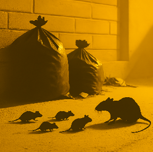 ratos